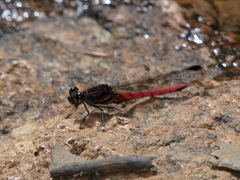 Chlorocypha consueta