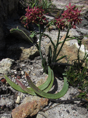 Codonorhiza micrantha