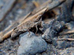 Chrotogonus hemipterus