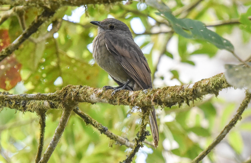 Cinnamon-vented Piha