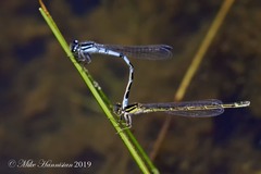 Enallagma recurvatum