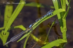 Enallagma recurvatum