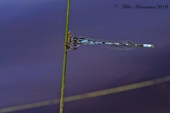 Enallagma recurvatum