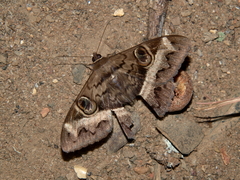 Cyligramma magus