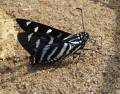 Jemadia