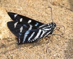Jemadia