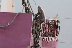 Semnopithecus schistaceus