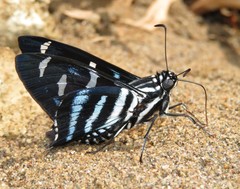 Jemadia