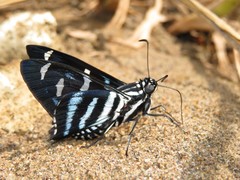 Jemadia