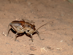Enyaliopsis parduspes