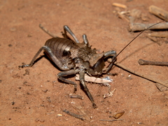 Enyaliopsis parduspes