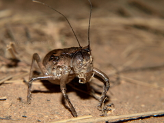 Enyaliopsis parduspes