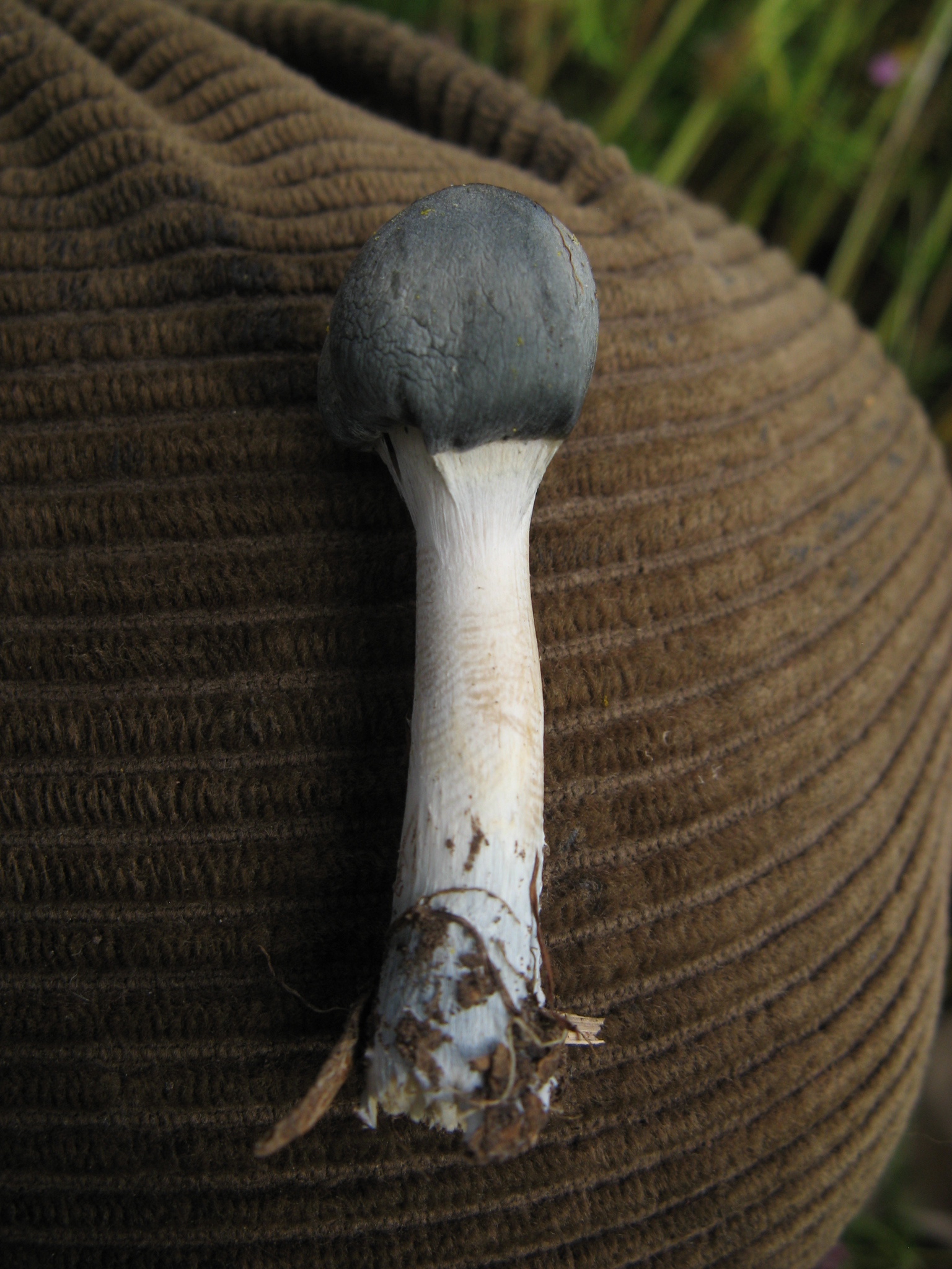 Psilocybe caerulescens image