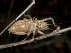 Enyaliopsis parduspes
