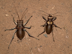Enyaliopsis parduspes