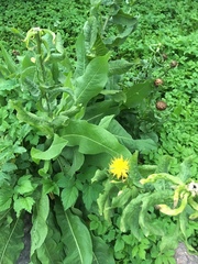 Centaurea macrocephala