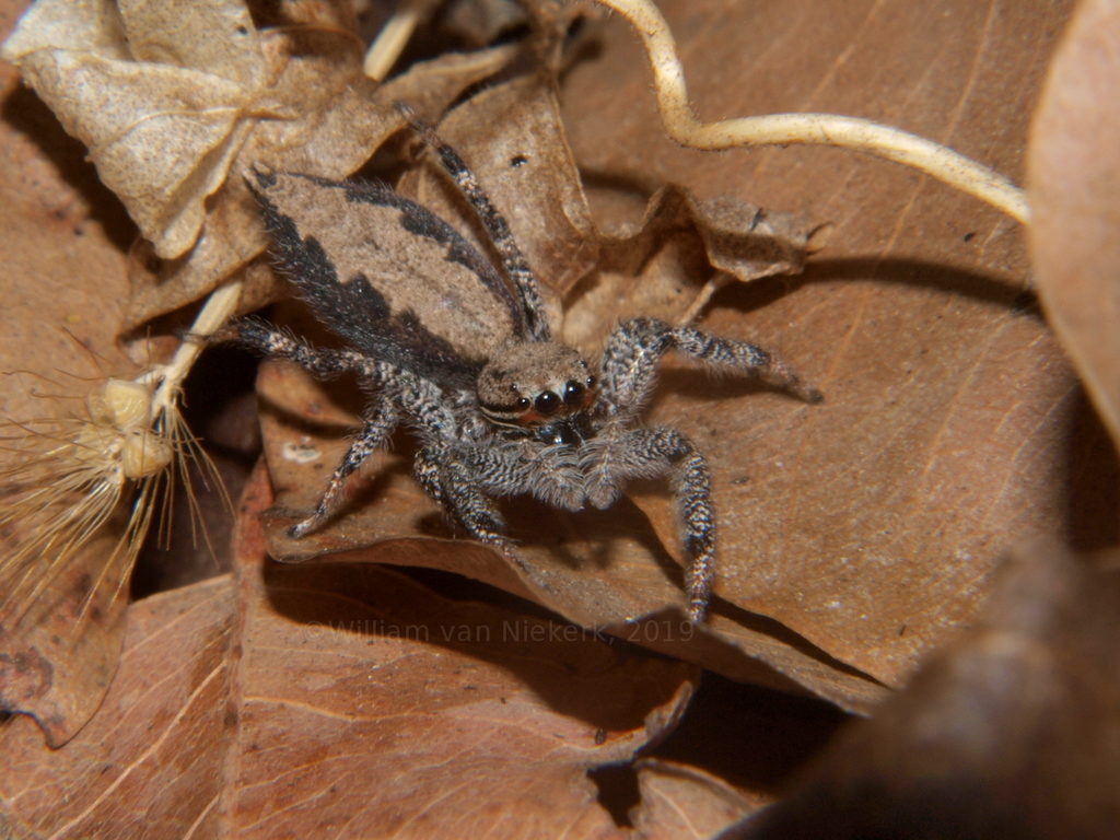 Holcolaetis xerampelina