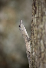 Anolis argenteolus