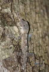 Anolis argenteolus