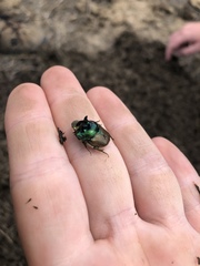 Proagoderus lanista