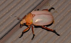 Anoplognathus viriditarsis