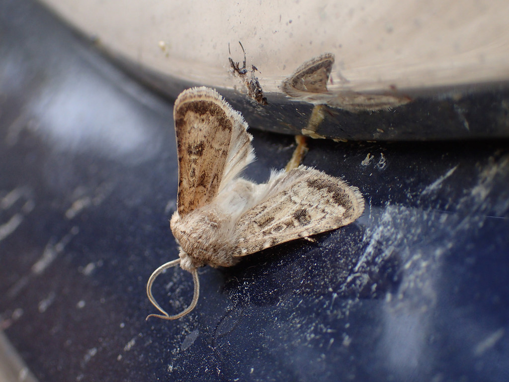Pale Western Cutworm Moth