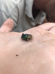 Proagoderus lanista