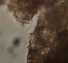 Psilocybe caerulescens image