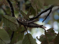Ornithacris pictula