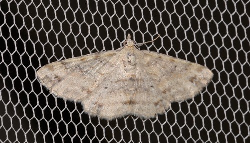 Lobus lithinopa