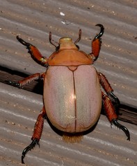 Anoplognathus viriditarsis