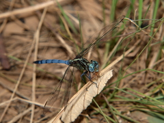 Orthetrum machadoi