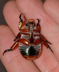 Anoplognathus viriditarsis