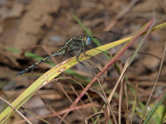 Orthetrum machadoi