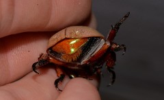 Anoplognathus viriditarsis