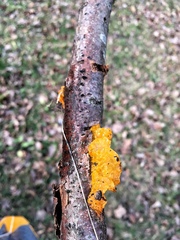 Tremella mesenterica