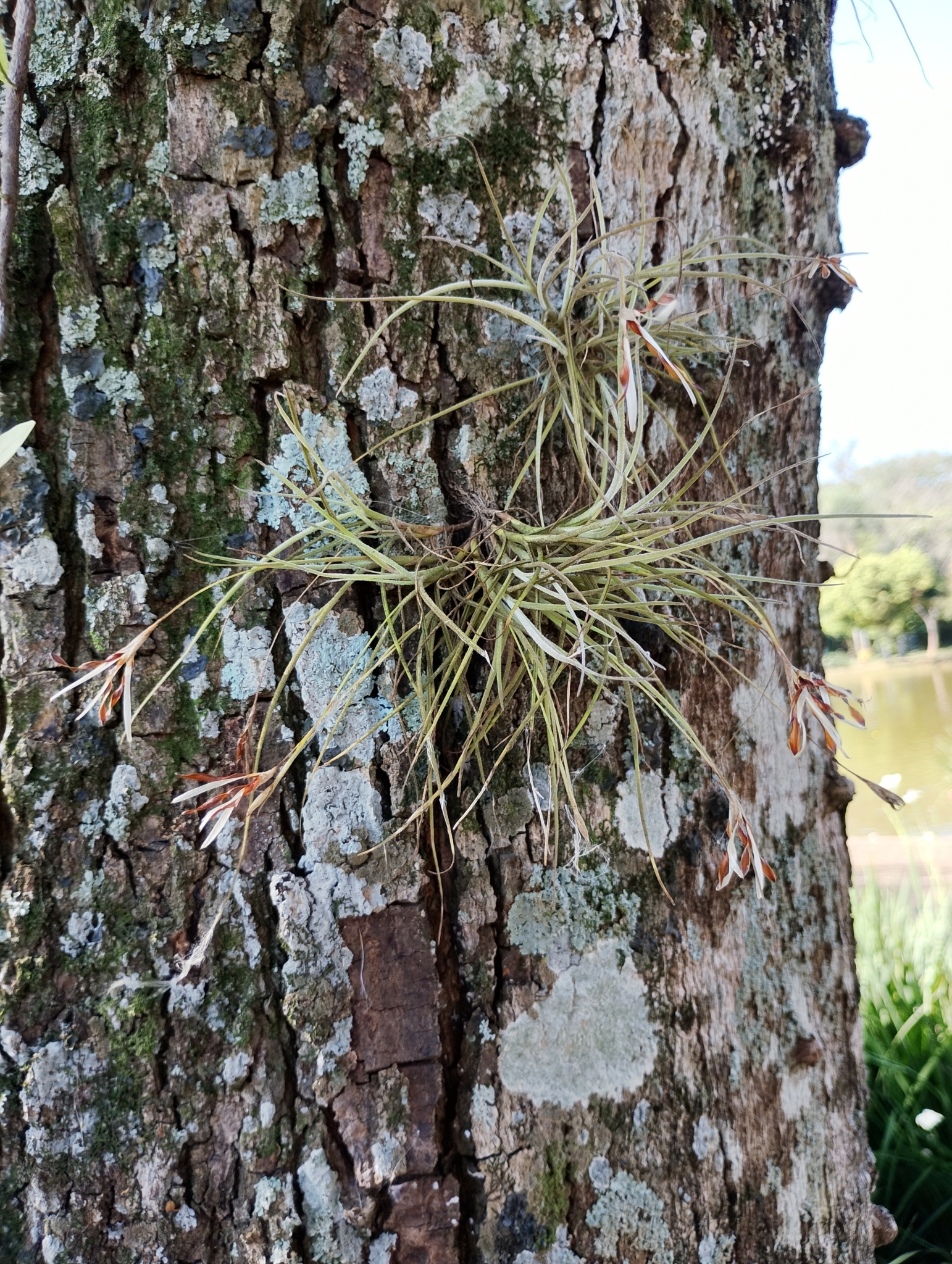 Tillandsia recurvata
