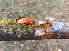 Tremella mesenterica