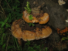 Fomitopsis schrenkii