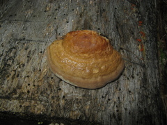 Fomitopsis schrenkii