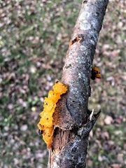 Tremella mesenterica