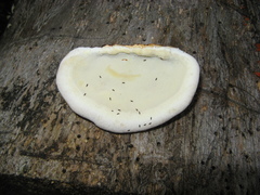 Fomitopsis schrenkii