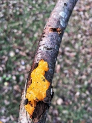 Tremella mesenterica