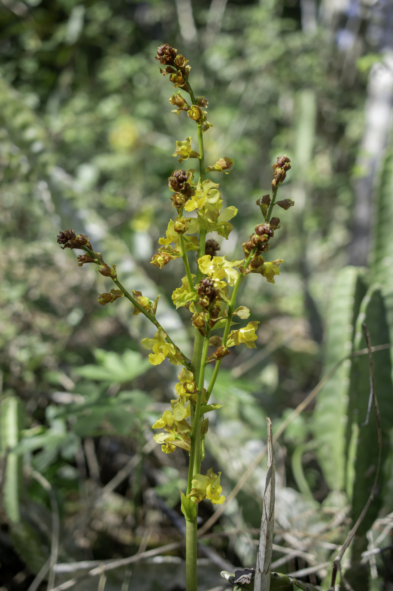 Anderson's Orchid (Cyrtopodium andersonii)