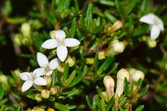 Arcytophyllum thymifolium
