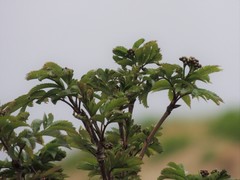 Sorbus sambucifolia