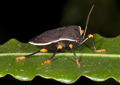 Brachystethus improvisus