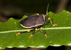 Brachystethus improvisus