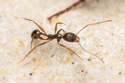 Aphaenogaster ovaticepsAphaenogaster ovaticeps