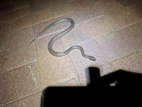 Spotted Python sighting